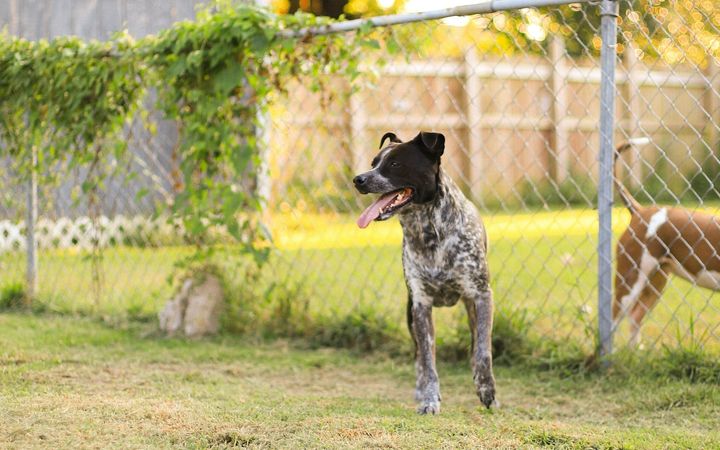 Two dogs in a backyard closed in by a chain link fence