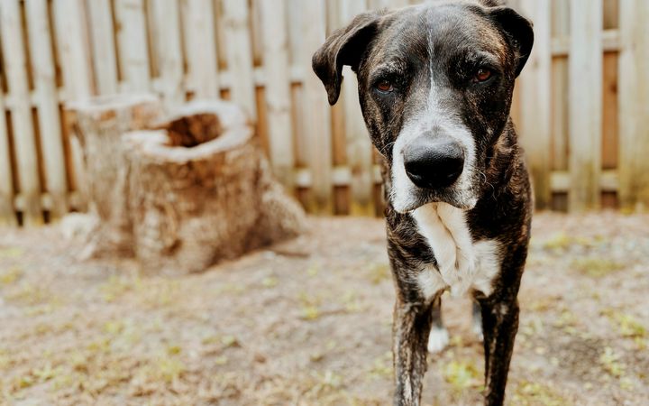 Brindle dog standing in a yard in front of a wood fence